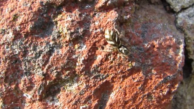 Zebra spider on wall смотреть онлайн