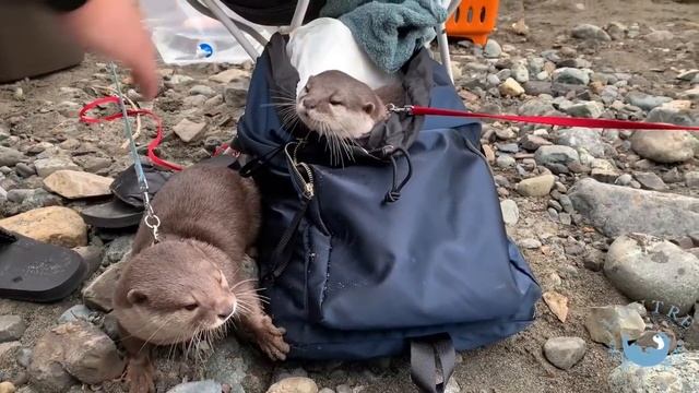 カワウソ大集合！双子のハナに何度フラれても、めげないカワウソこむぎ！？　Otters! Come here! Don't be disappointed, otter Komugi! He real смотреть онлайн