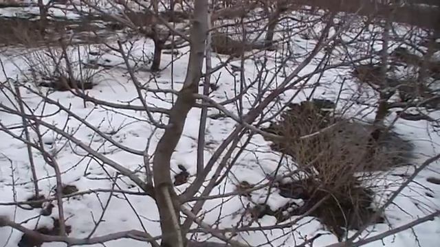 Обрізка та  формування плодових  дерев в домашньому саду і виноградник  в весняному болоті.
