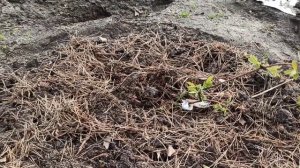 💥😲 Защитим молодые саженцы от личинок майского жука ( ХРУЩ) 🤷💥