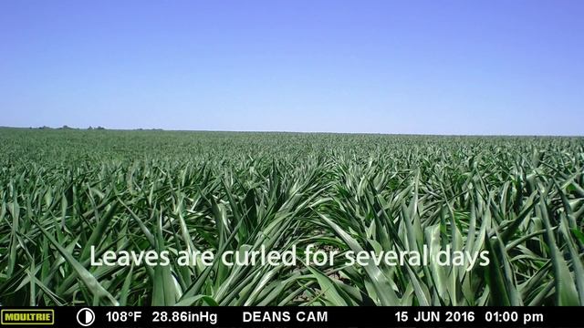 An entire corn growing season in 1 minute смотреть онлайн