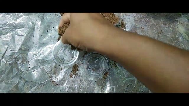 Tea Plants Growing From Cutting ( কাটিং পদ্ধতিৰে কেনেকৈ চাহ পুলি ঘৰতে তৈয়াৰ কৰিব) смотреть онлайн