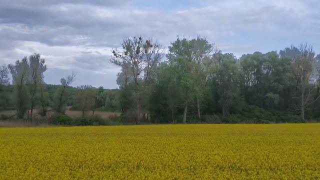 Оболденный вид рапсовое поле смотреть онлайн