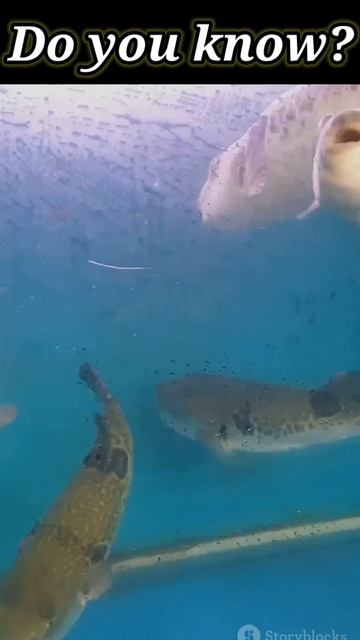 Did you know that puffer fish can be deadly and cute 🤔 ? #shorts #shortsfeed #shortsbeta смотреть онлайн