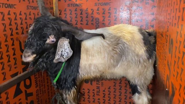 Top QUALITY EXOTIC Collection Of MM Goat Farm | BARBARA , ALPINE And Many More