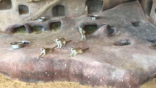 Сурикаты.Банда мелких. Главарь стоит на стреме. смотреть онлайн