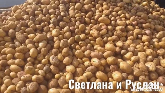 Собрали до конца с поля картофель. День 2. Урожаем довольны смотреть онлайн