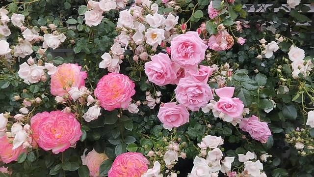 Нью Доун, Голден Мустард и другие...