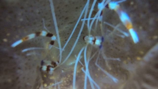 Stenopus hispidus, Camaron limpiador/Banded Coral Shrimp смотреть онлайн