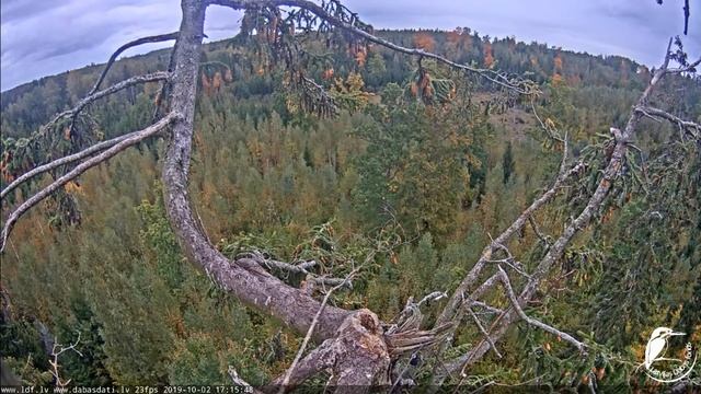 LDF Juras Erglis Haliaeetus Albicilla2019 10 02 1714