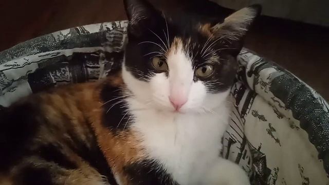 Рыбка и котёнок смотреть онлайн