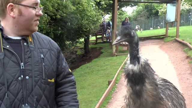 Emu stalking me смотреть онлайн