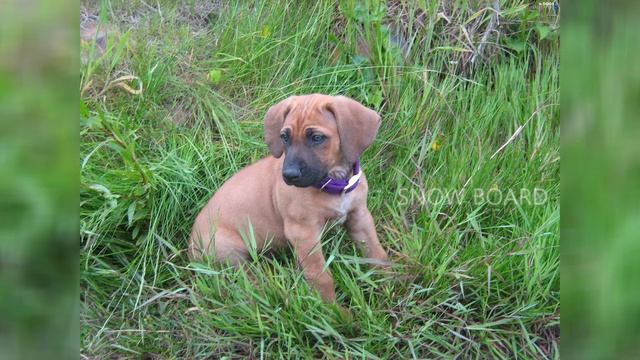 Rhodesian Ridgeback English смотреть онлайн