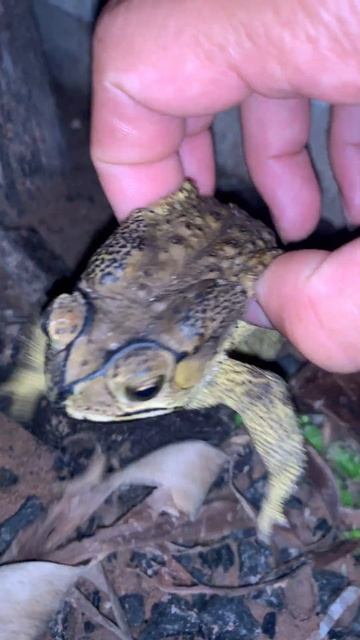 Wonderful Toad Frog Voices #virallife #rainfrog #animal #wildlife #viral #life #dailyvlog #shorts