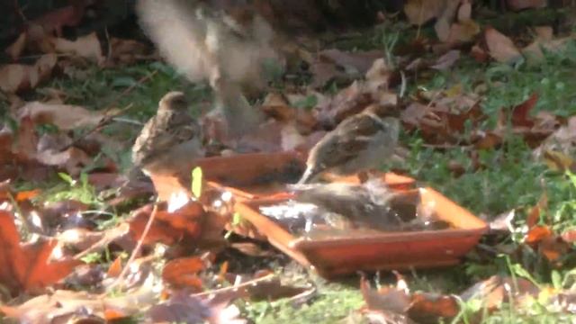 passerotti al bagno смотреть онлайн
