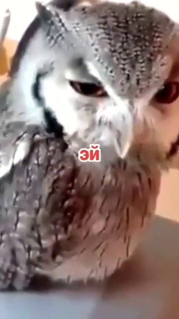 эй ээээй ээээээээээээээээй сова кричит смотреть онлайн