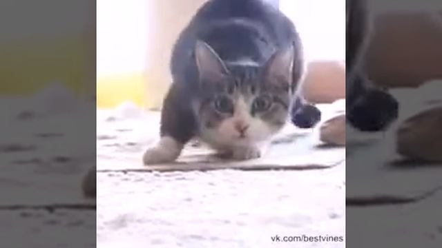 Wiggle Wiggle Wiggle.mp4