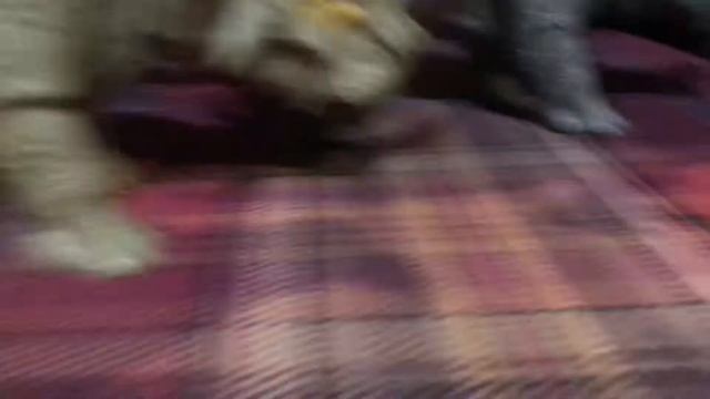 Mattel Jurassic World Dominion Sinoceratops Comparison