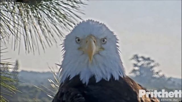 Орлан Флорида США Harriet & M15 28092019 смотреть онлайн