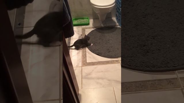 Огромная крыса и маленький котёнок 😻 смотреть онлайн