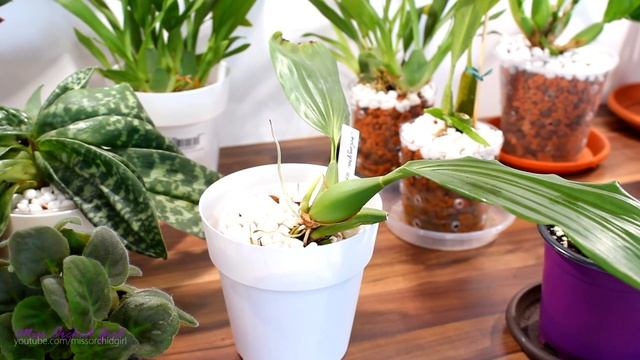 About specimen Orchids - Why we want them смотреть онлайн