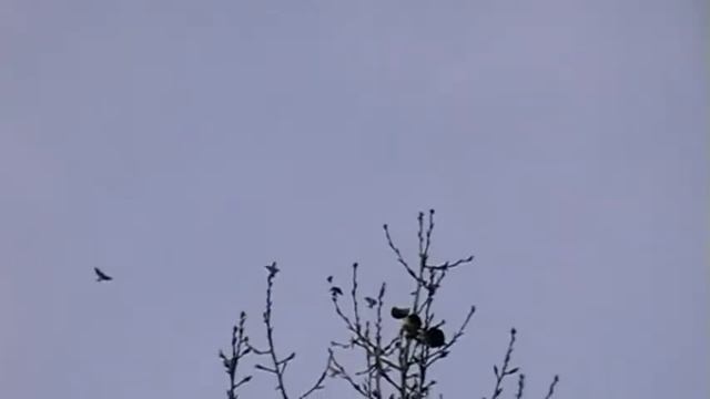 Голуби Донецка 14.11.2012г. смотреть онлайн