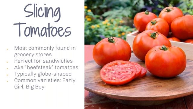 HOM Tomato Training смотреть онлайн