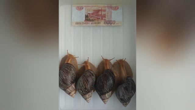ДАЛ УЛИТКАМ 5 ТЫСЯЧ РУБЛЕЙ! смотреть онлайн