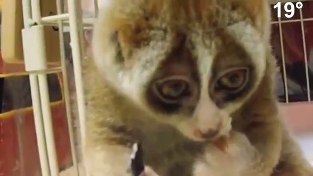 Лемур ест рис смотреть онлайн