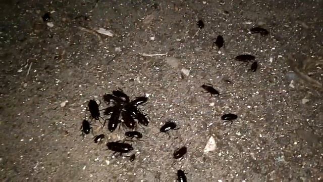 Тараканья вечеринка за синагогой и крысиные глаза. смотреть онлайн