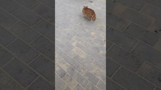Показательные выступления-Пыжик смотреть онлайн