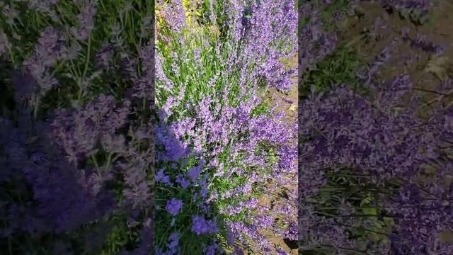 Лаванда. garden @садмечты смотреть онлайн
