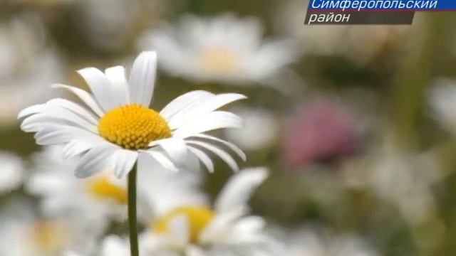Разноцветное лето: в Крыму вовсю цветут поля смотреть онлайн