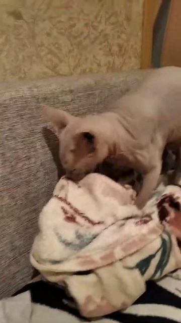 Кот насилует одеяло смотреть онлайн