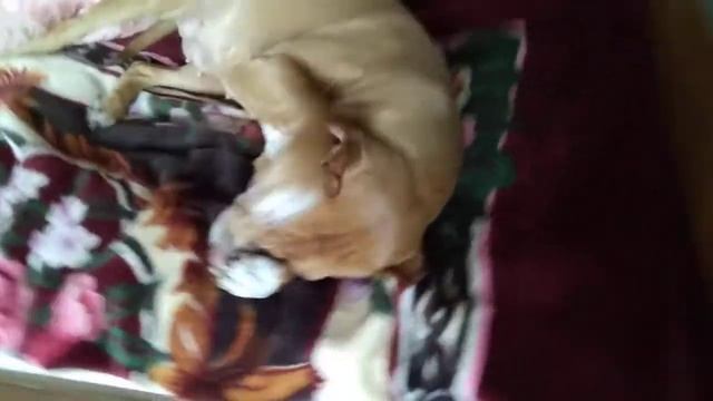 ПитБуль смотреть онлайн