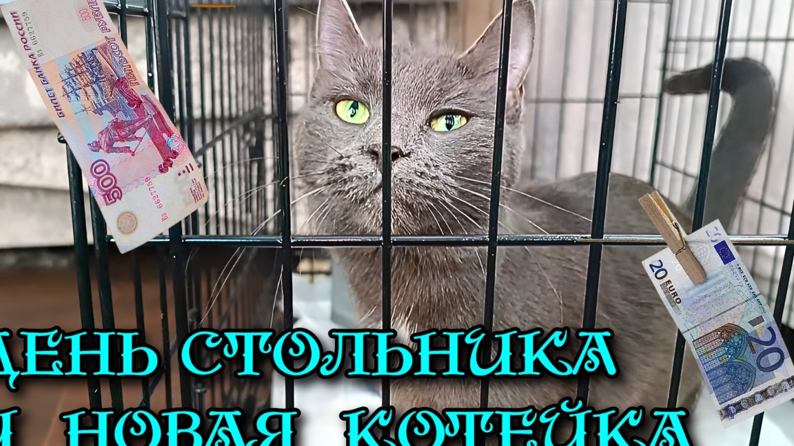 День Стольника и новая котейка. смотреть онлайн