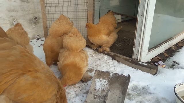 6 айлык палевый тауыгым жумыртка койды смотреть онлайн