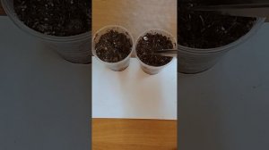 Посев фуксии