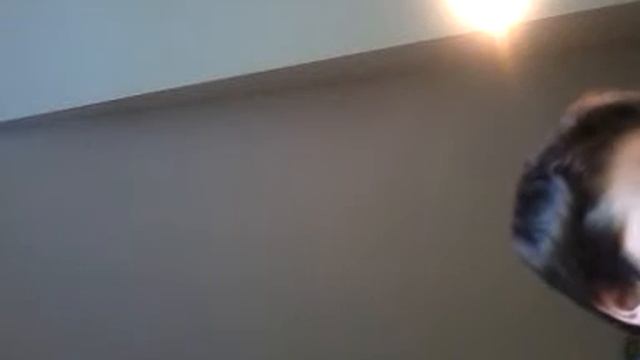 Lego halo elephant смотреть онлайн