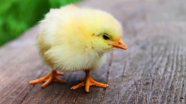 Звук курча смотреть онлайн