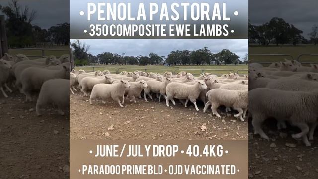 Penola Pastoral 350 ewe lambs смотреть онлайн