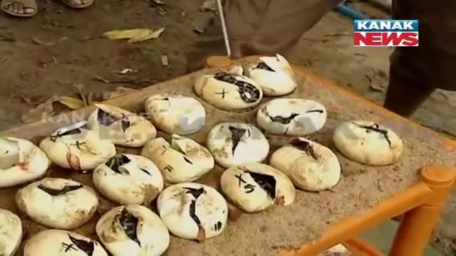 Python Hatchlings Emerge Out Of Eggs Recovered From Khordha смотреть онлайн