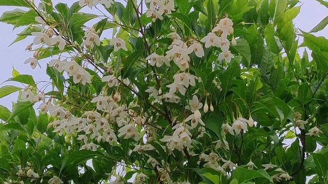 やっと春が来た！ ⑥エゴノキ！ Styrax.