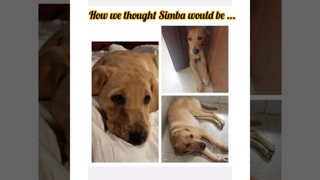 Turning Down Hip Dysplasia In Large Breeds