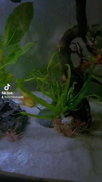 The s'mores are really enjoying their new big tank #axolotl #fish #aquarium #peacful смотреть онлайн