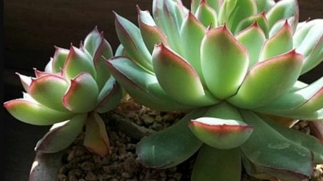 에케베리아속 다육(1편)/에케베리아 키우기/홍공작, 정야, 양로, 에보니, 립스틱/Succulent/多肉植物 смотреть онлайн