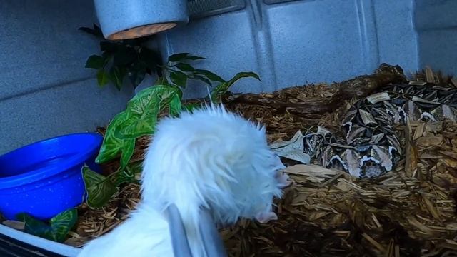 The Ultimate Snake Showdown: King Cobra vs. Gaboon Viper смотреть онлайн
