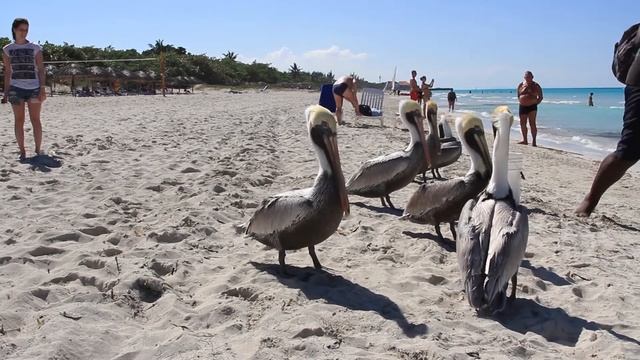Пеликаны на Варадеро. Куба. Varadero. Cuba