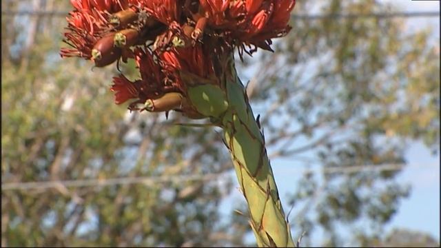 Burke's Backyard, Doreanthes & Gymea Lily смотреть онлайн
