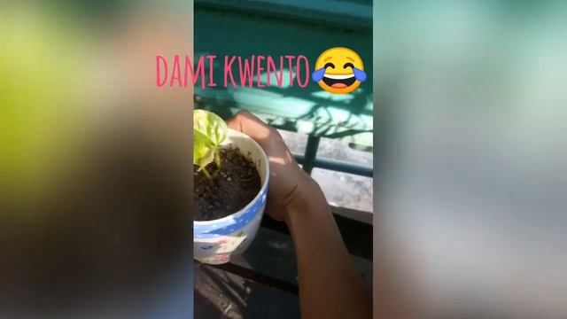 PLANT ID #2// EPIPREMNUM AUREUM смотреть онлайн